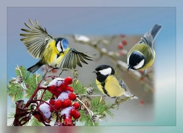 Доброе утро, синички: позитивные пожелания с птицами (картинки)