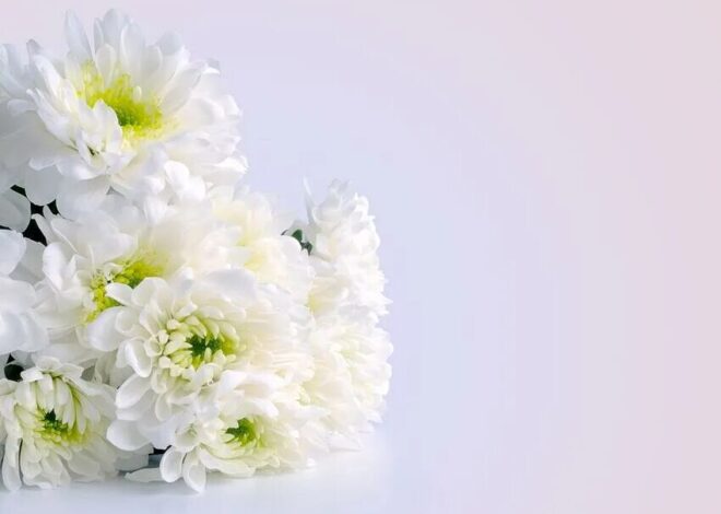 Открытки с белыми хризантемами в День Рождения