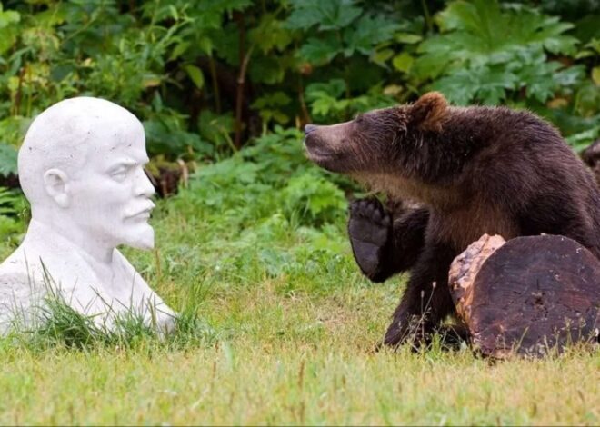 Забавные фото с медведями