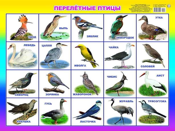 Раскраски птицы, Раскраска зимующие птицы скачать и распечатать бесплатно Птицы.